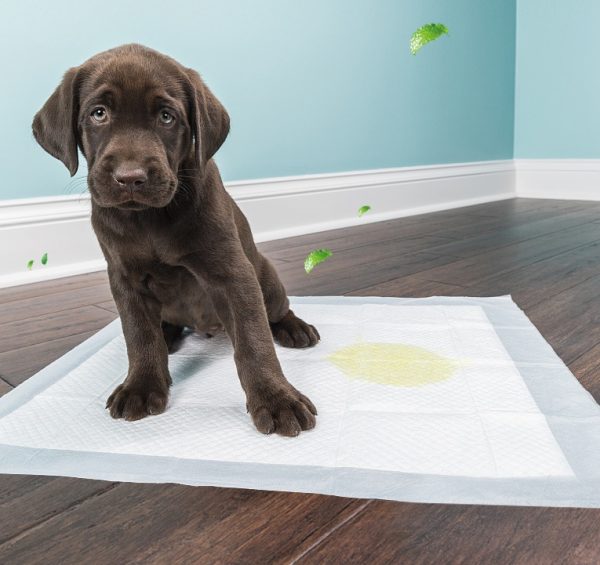 Pet diapers Disposable thickened absorbent urine is not wet 100 piece paper pad Pet pad - Image 4