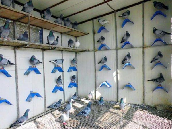 eon Supplies Bird Equipment - Image 2