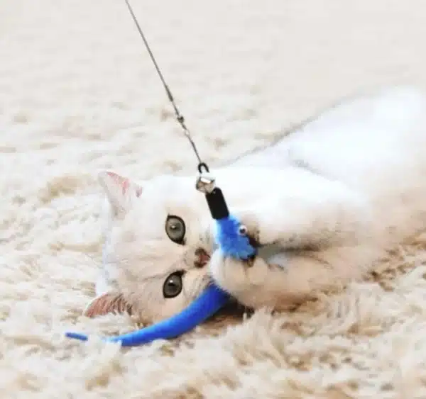 11pcs Replacement Cat Feather Toy Set Feather Replacement Head Retractable Cat Stick Cat Products 5