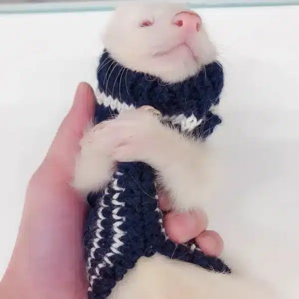 Ferret Autumn And Winter Clothes Squirrel Knitted Vest Angelo Ferret Dress Up Costume Guinea Pig Sweater Small Pet Warm Apparel 5