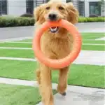 BOOTEELY 1pc Orange Dog Toys Pet Flying Disk Training Ring Puller EVA Interactive Training Ring Puller Resistant for Dogs 1