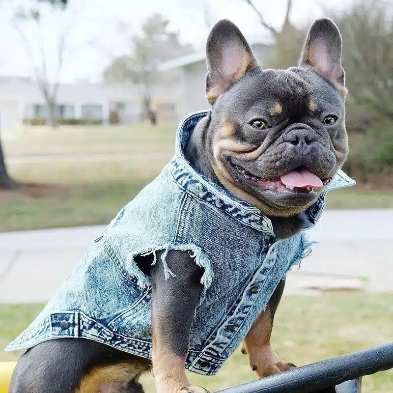 Pet Dog Jeans Jacket Denim Coats Holes Cats Puppy Vest French Bulldog Small Dog Clothes Spring/Autumn Apparel Fashion 1