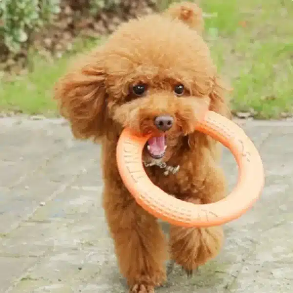 BOOTEELY 1pc Orange Dog Toys Pet Flying Disk Training Ring Puller EVA Interactive Training Ring Puller Resistant for Dogs 3