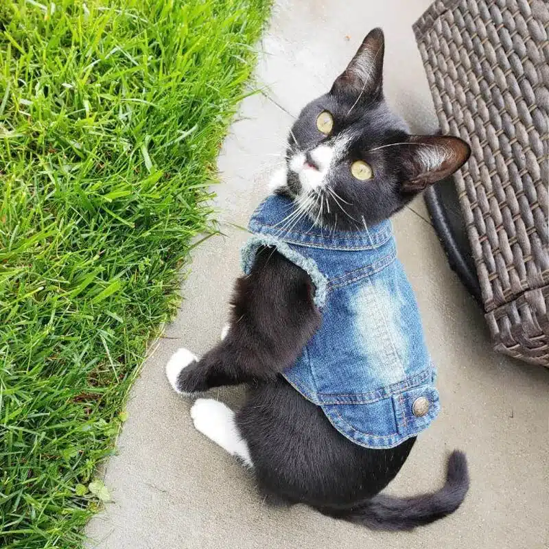 Fashion Cat Denim Vest Puppy Jacket Casual Jeans Coat Outfits Spring Autumn Cat Clothes For Kitten Small Medium Cats Pet Apparel 1