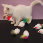 1pcs Cat Toys Interactive Cute Soft Fleece False Mouse Colorful Feather Funny Playing Training Toy for Cats Kitten Pet Supplies 1