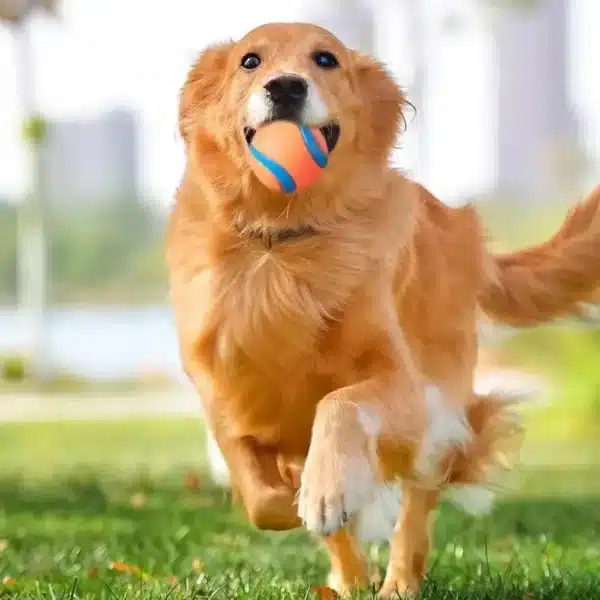 Dog Toy Ball Dog Fetch Ball Toy Tough Pet Ball Puppy Chew Toy Solid Elastic Jumping Ball Pet Accessories For Large Medium Small 3