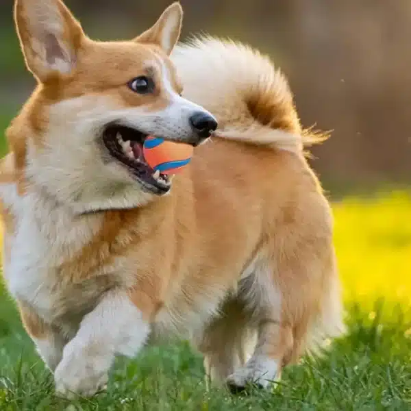 Dog Toy Ball Dog Fetch Ball Toy Tough Pet Ball Puppy Chew Toy Solid Elastic Jumping Ball Pet Accessories For Large Medium Small 4